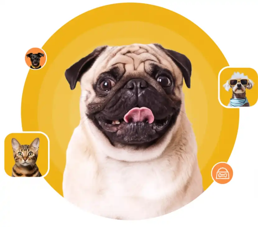 Cão e gatos Pertopet